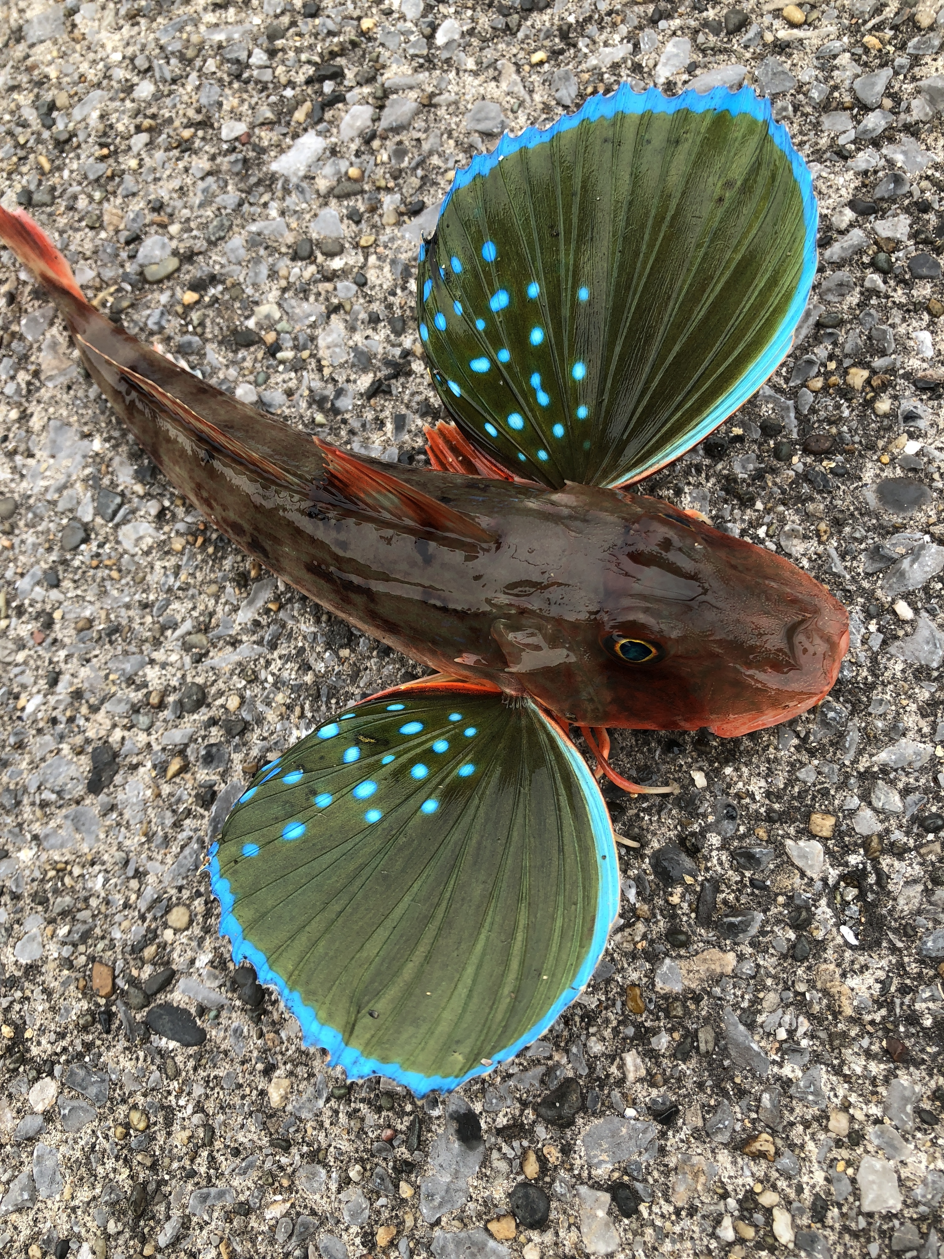 ホウボウ